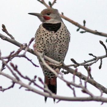 Northern Flicker