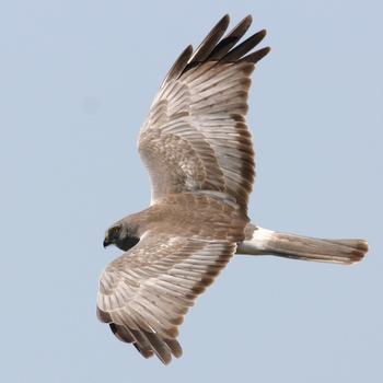 Northern Harrier