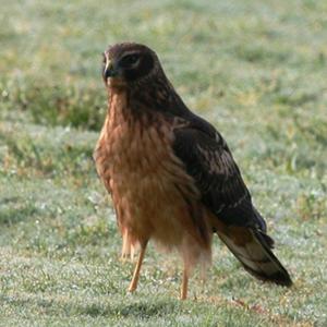 Northern Harrier