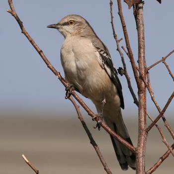 Northern Mockingbird