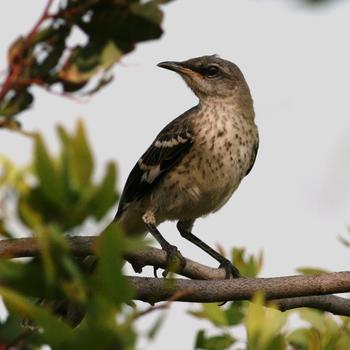 Northern Mockingbird