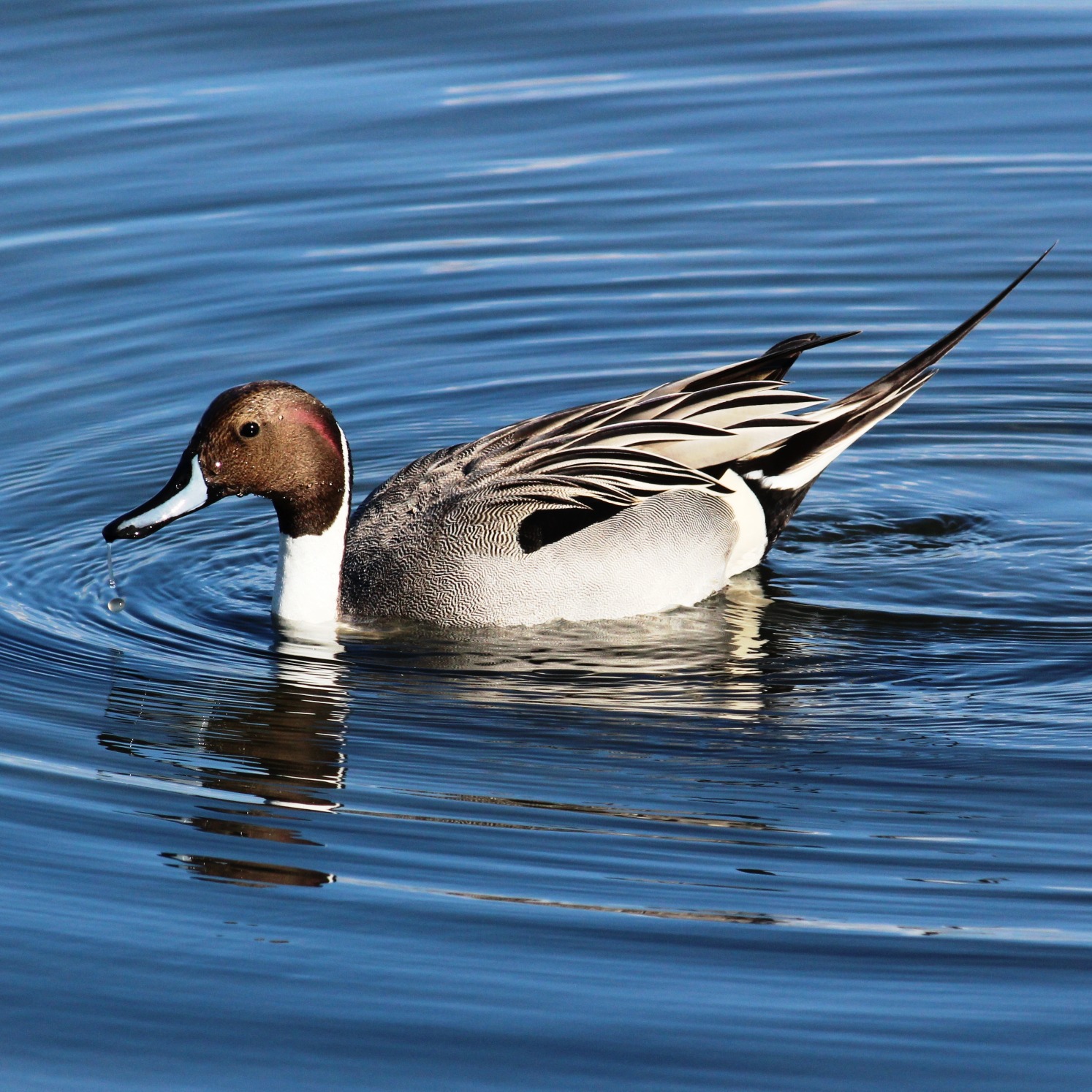 Northern Pintail