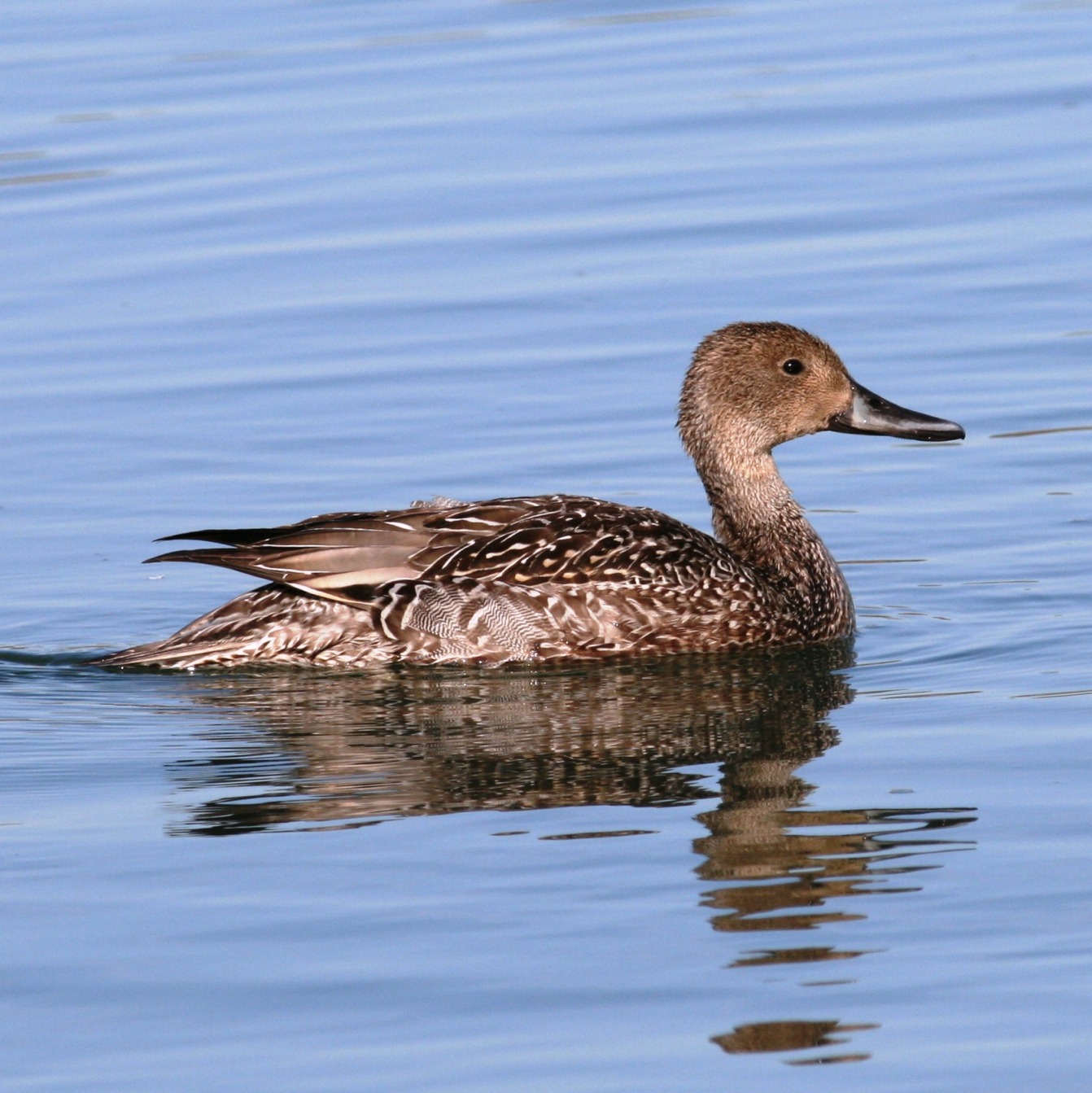 Northern Pintail