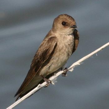 Northern Rough-winged Swallow