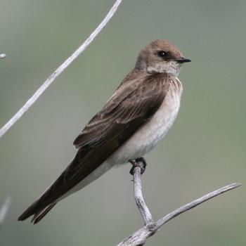 Northern Rough-winged Swallow