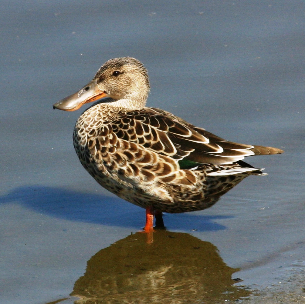 Northern Shoveler