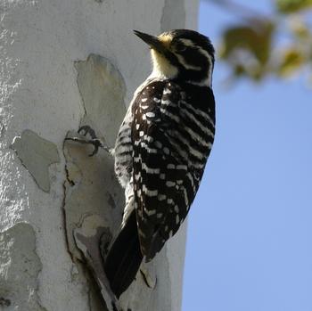 Nuttall's Woodpecker