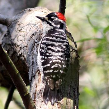 Nuttall's Woodpecker