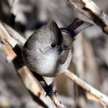 Oak Titmouse