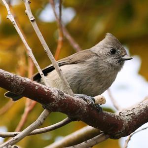 Oak Titmouse