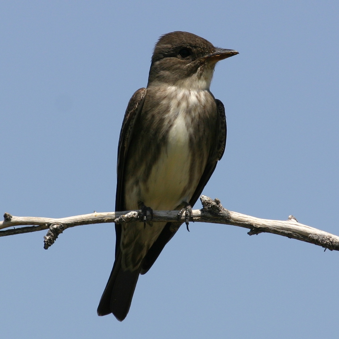 Olive-sided Flycatcher