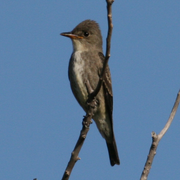 Olive-sided Flycatcher