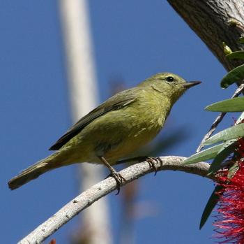 Orange-crowned Warbler