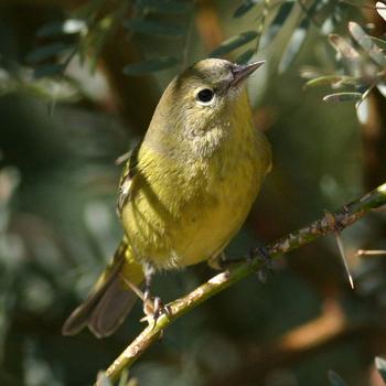 Orange-crowned Warbler