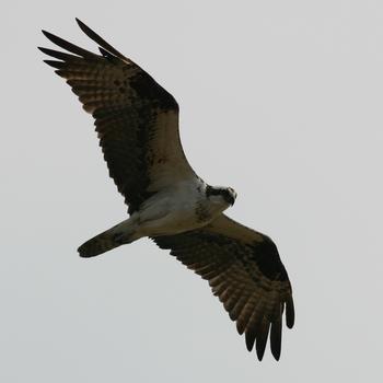 Osprey 