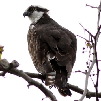 Osprey