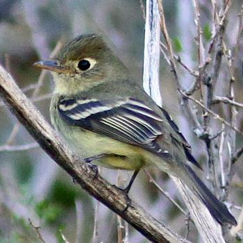 Pacific-slope Flycatcher