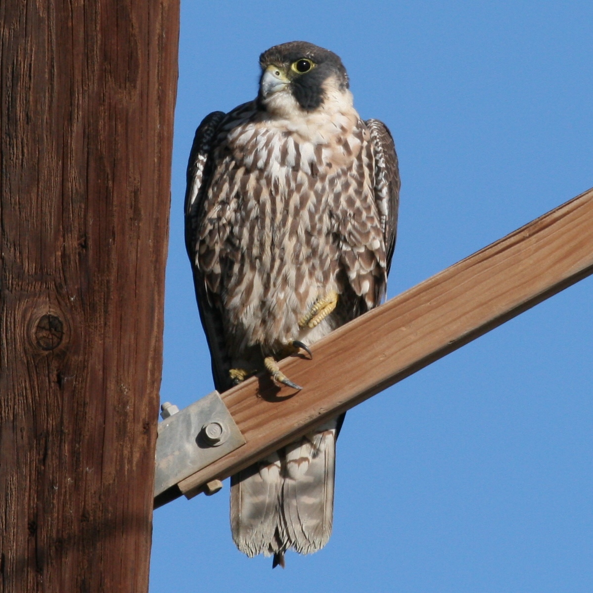 Peregrine Falcon