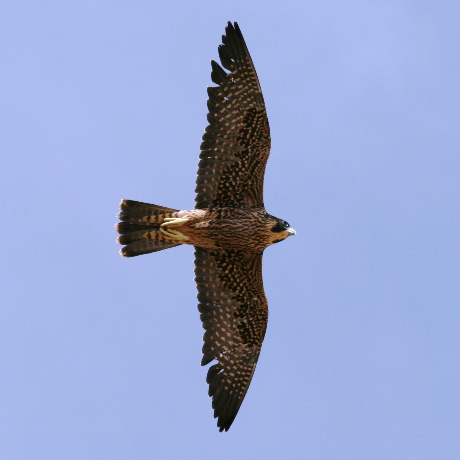 Peregrine Falcon