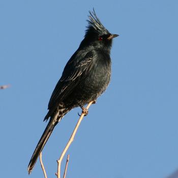 Phainopepla