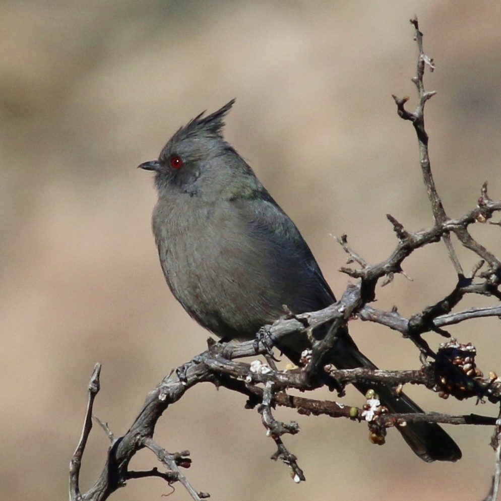 Phainopepla