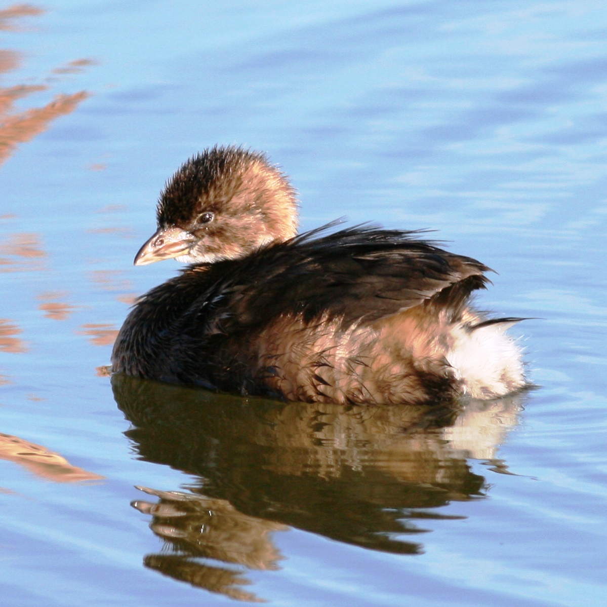 Pied-billed Grebe