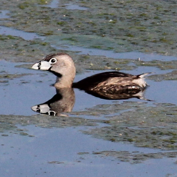 Pied-billed Grebe