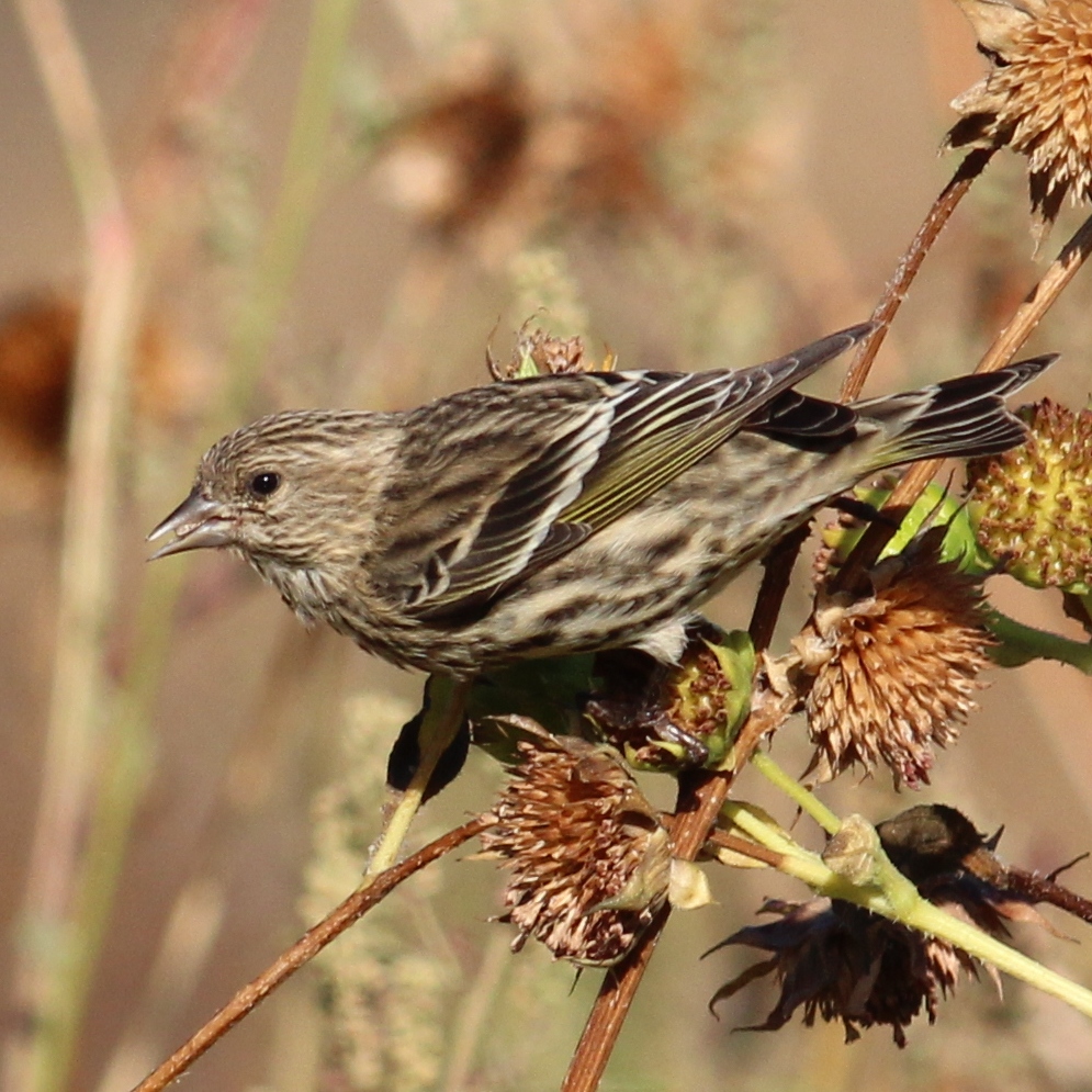 Pine Siskin