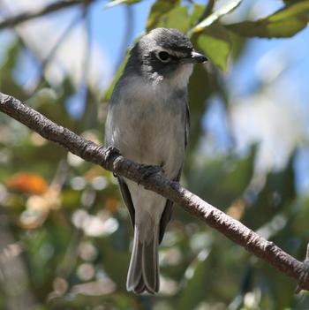 Plumbeous Vireo