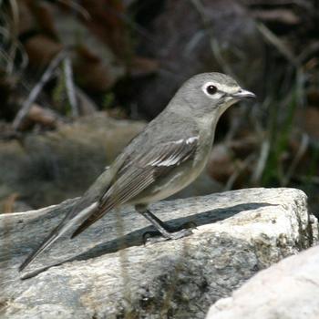 Plumbeous Vireo