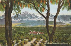 View of Mt. San Bernardino over orange groves