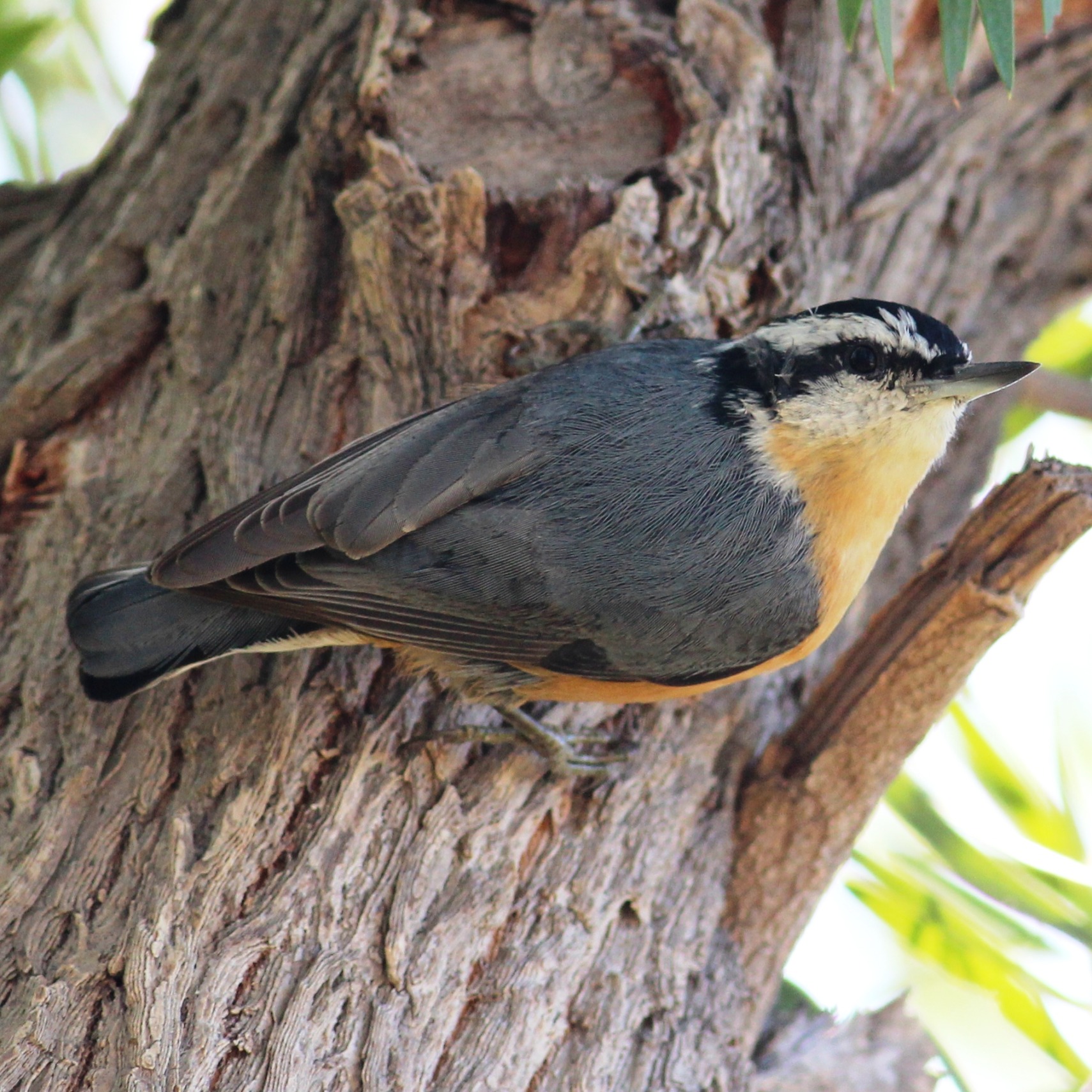 Red-breasted Nuthatch