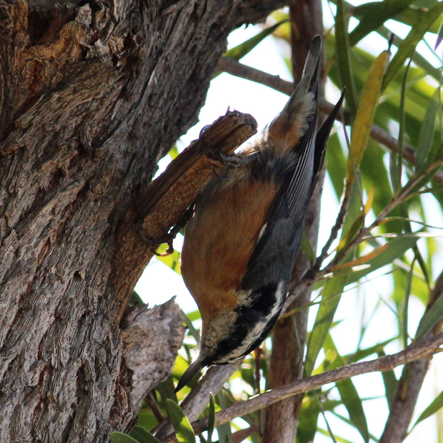 Red-breasted Nuthatch