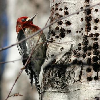 Red-breasted Sapsucker