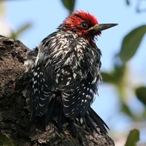 Red-breasted Sapsucker