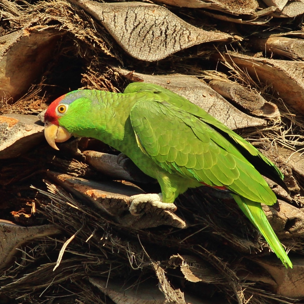 Red-crowned Parrot