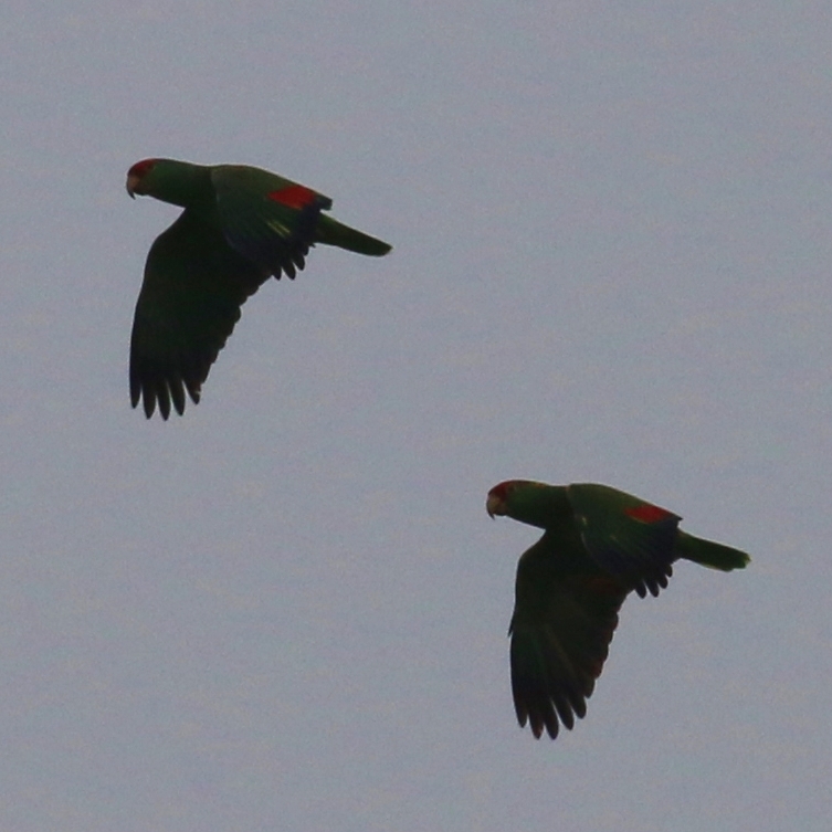 Red-crowned Parrot