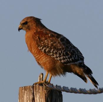 Red-shouldered Hawk