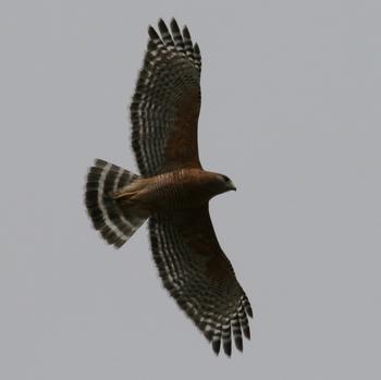 Red-shouldered Hawk