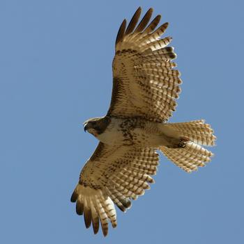 Red-tailed Hawk