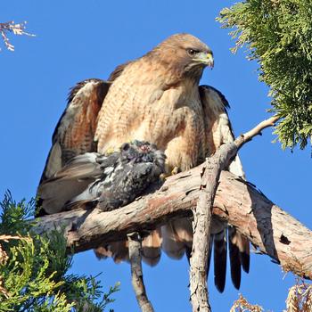 Red-tailed Hawk