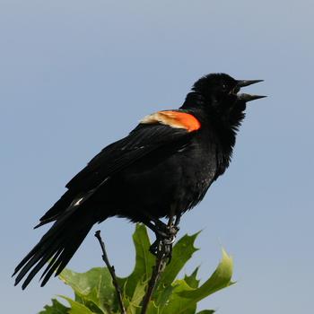 Red-winged Blackbird