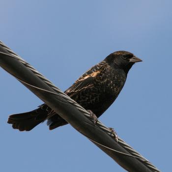 Red-winged Blackbird