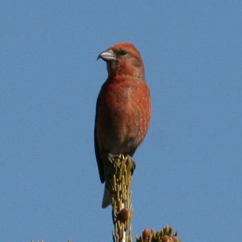 Red Crossbill