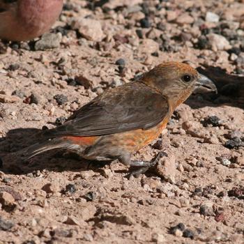 Red Crossbill