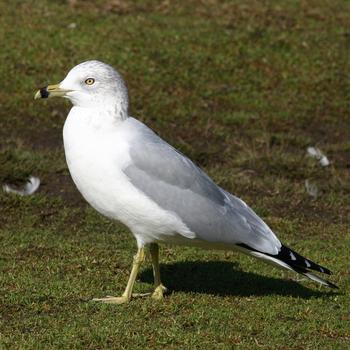 Ring-billed Gull