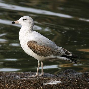 Ring-billed Gull