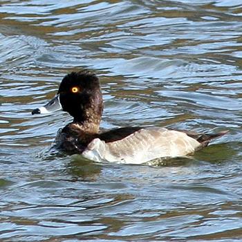 Ring-necked Duck