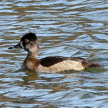 Ring-necked Duck