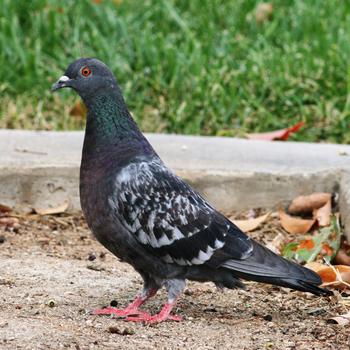 Rock Pigeon